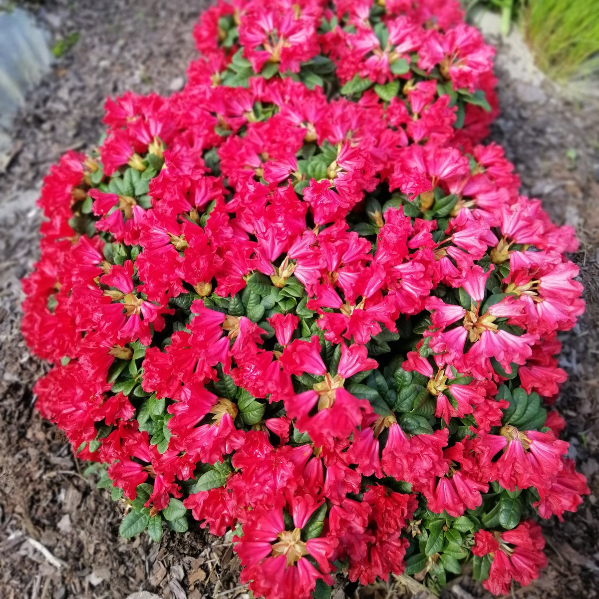 Zwerg Alpenrose Scarlet Wonder