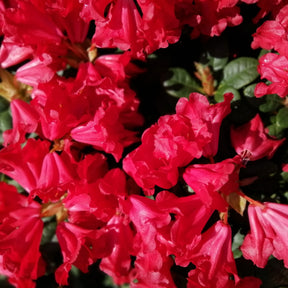 Zwerg Alpenrose Scarlet Wonder