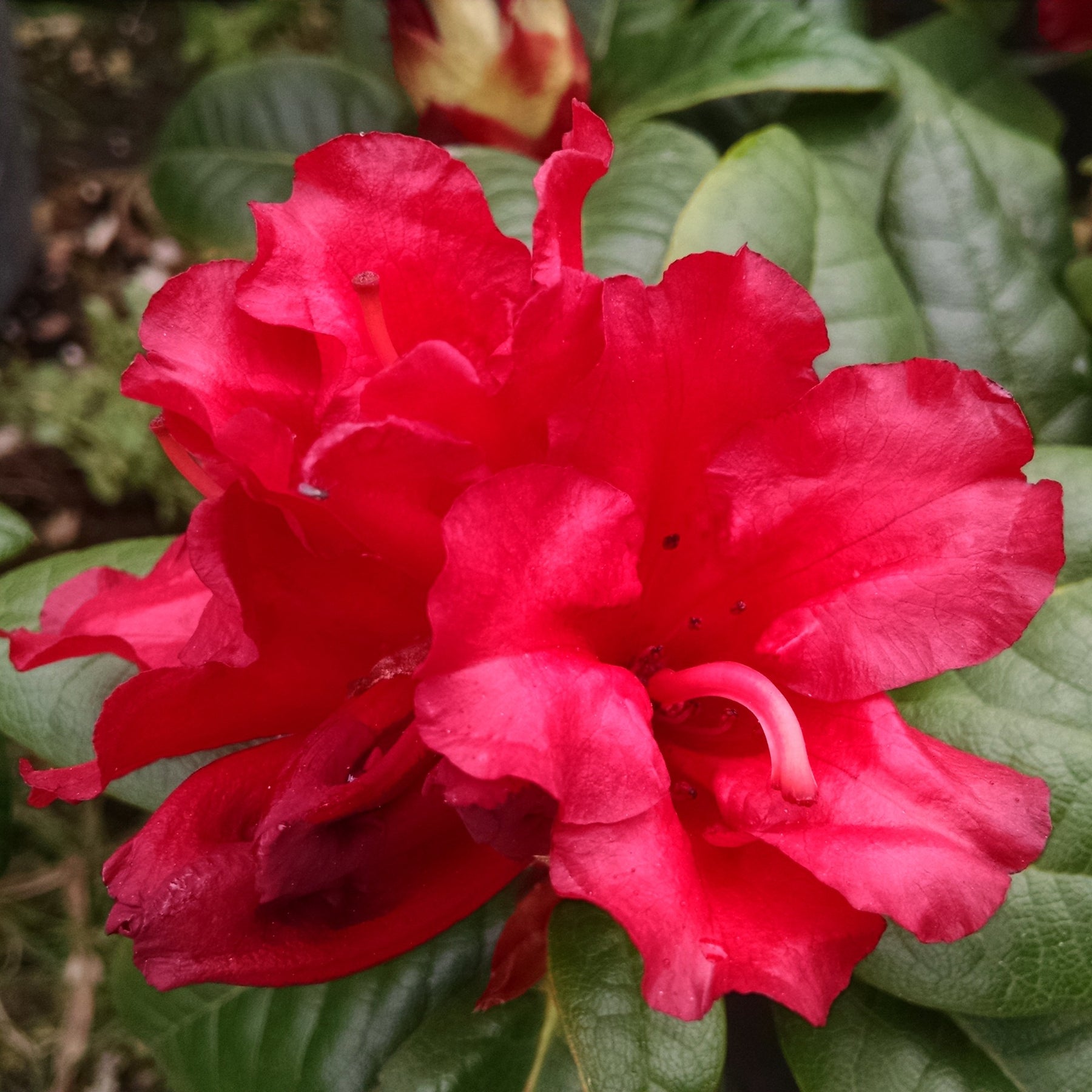 Zwerg Alpenrose Scarlet Wonder