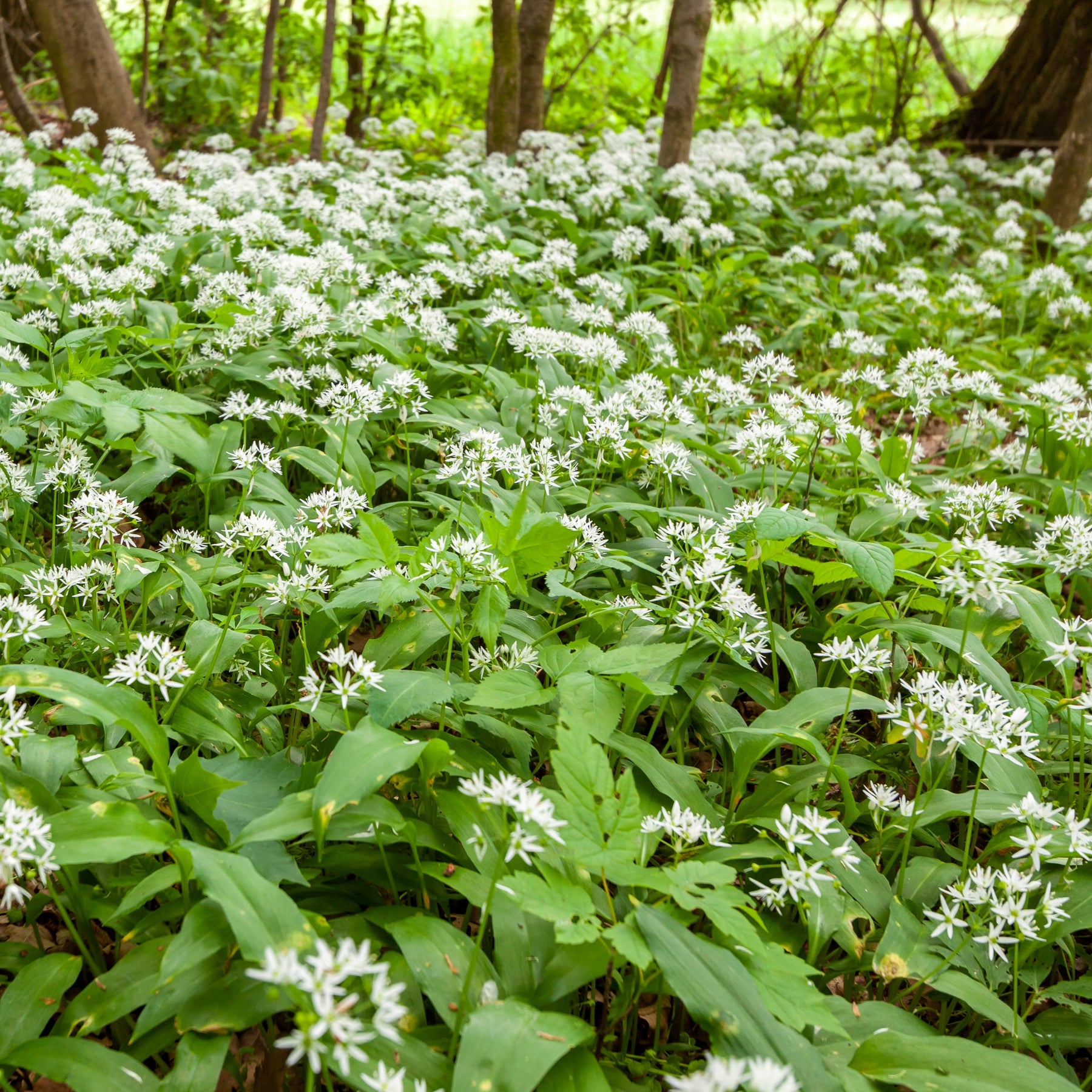 Bärlauch - Allium ursinum - Willemse
