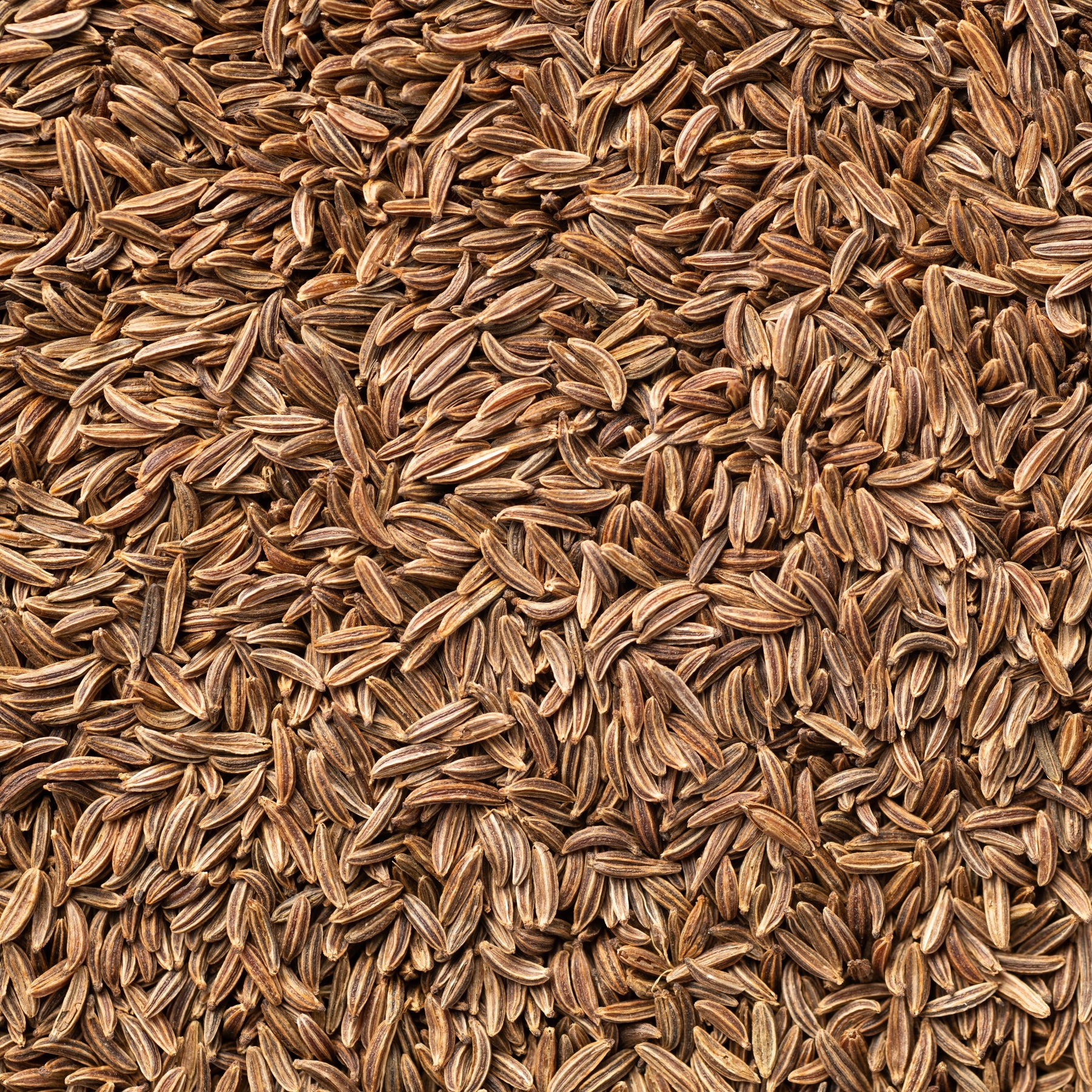 Kreuzkümmel - Cumin - Willemse
