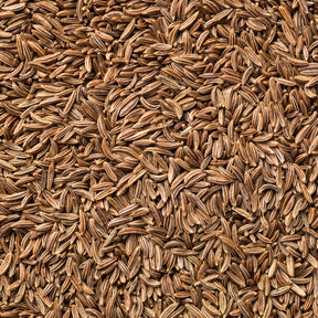 Kreuzkümmel - Cumin - Willemse