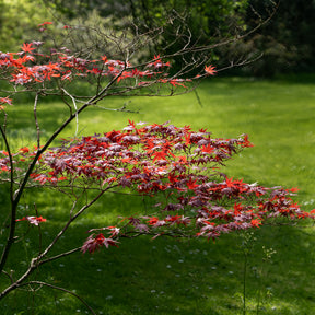 Verkauf Japanischer Ahorn 'Atropurpureum' - Japanischer Ahorn