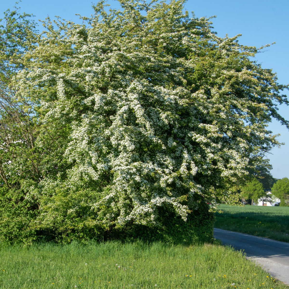 Weißdorn - Willemse
