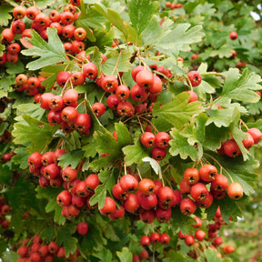Crataegus monogyna - Weißdorn - Blühende Sträucher