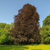 Blutbuche - Willemse