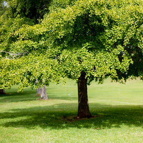 Verkauf Japanischer Nussbaum - Ginkgo - Ginkgo biloba