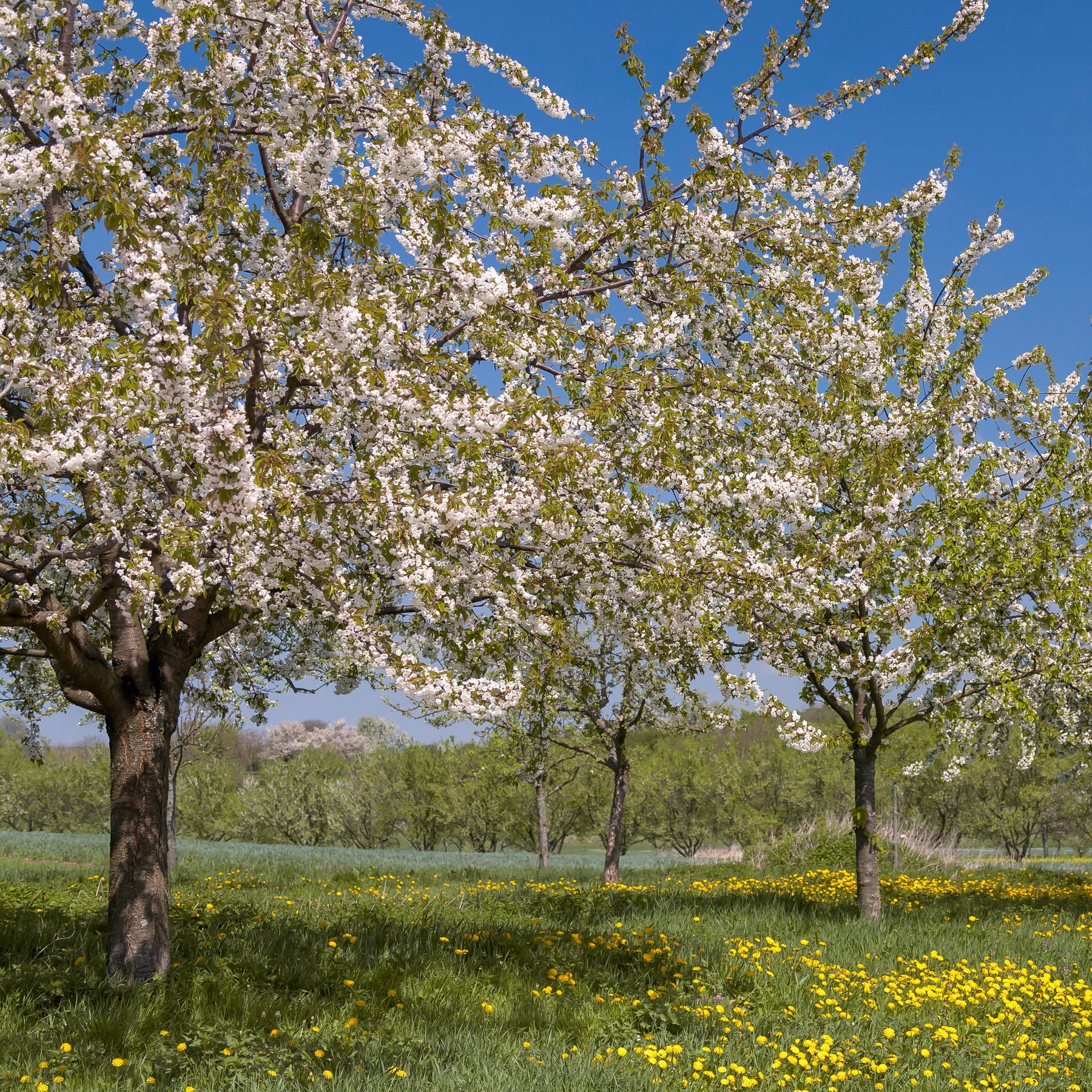 Vogelkirsche