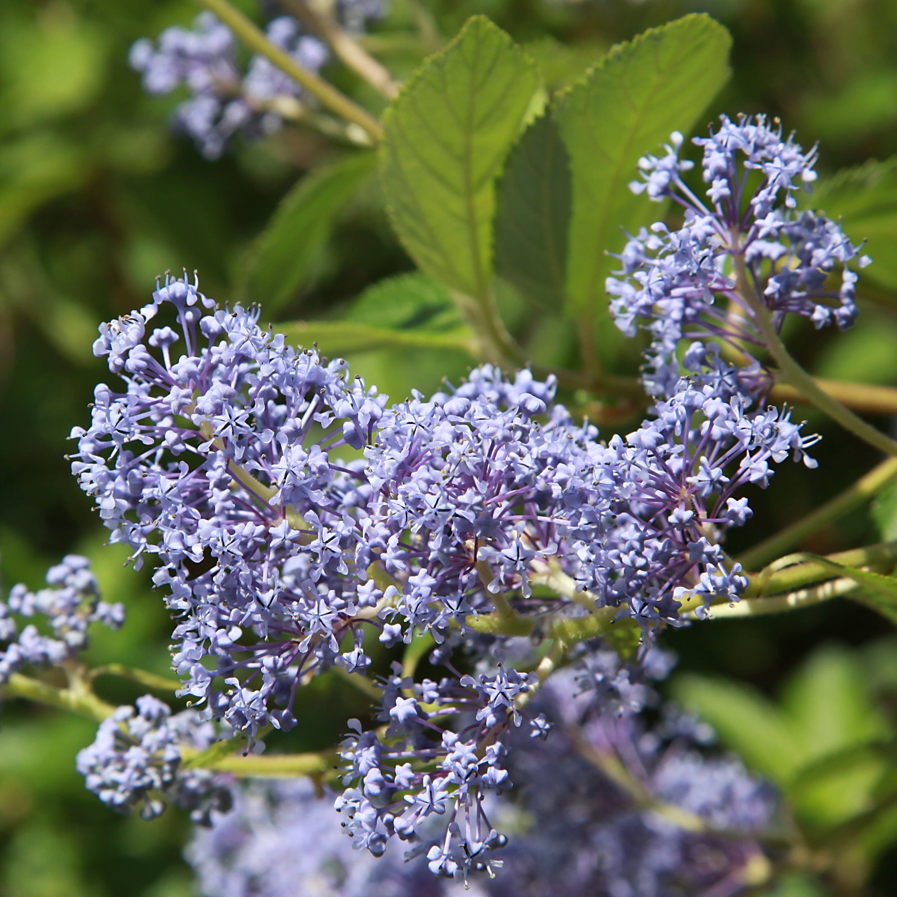 Ceanothus ‘Gloire de Versailles’