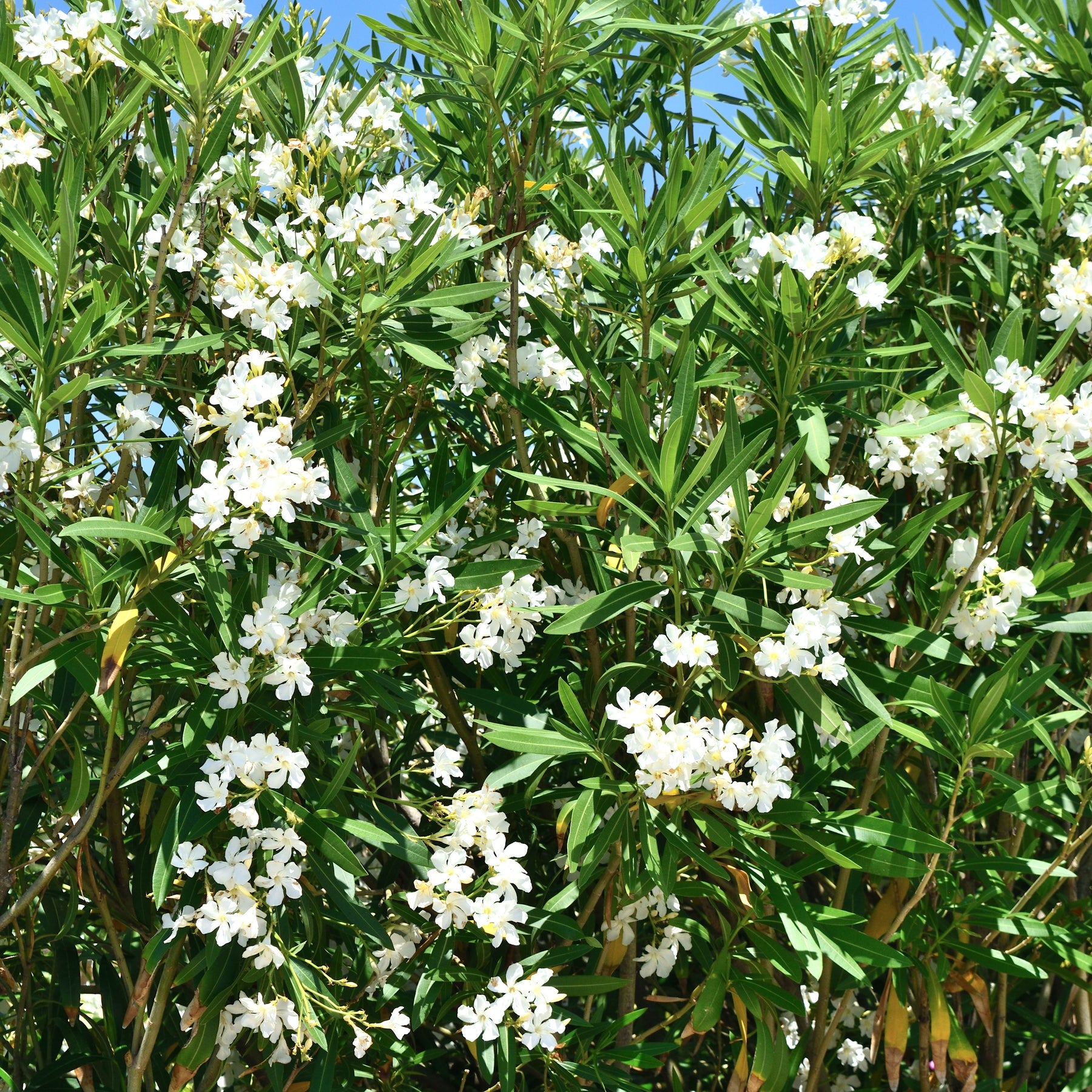 Oleander weiß