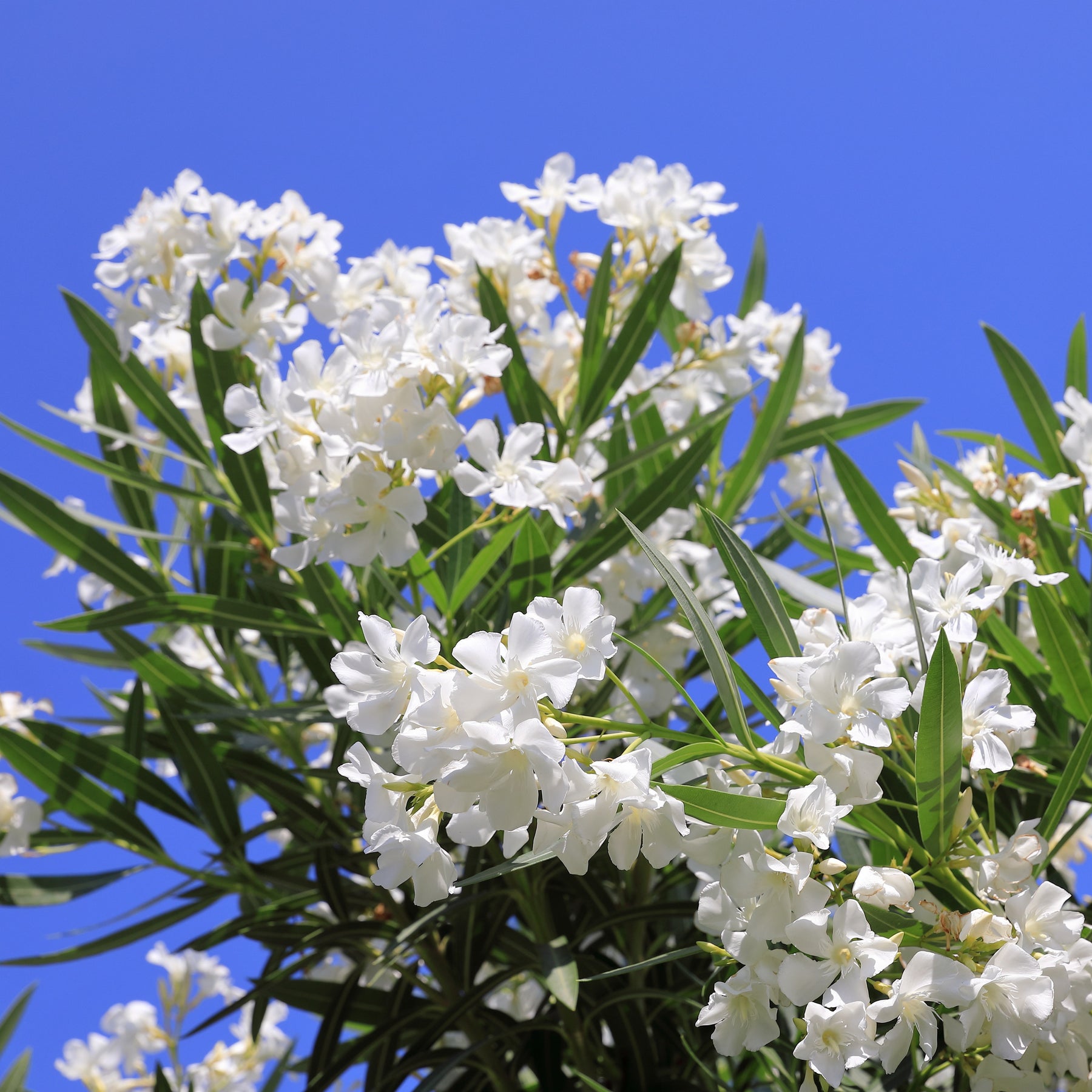 Oleander weiß - Nerium oleander white - Willemse