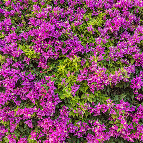 Bougainvillea violett - Bougainvillea purple - Willemse