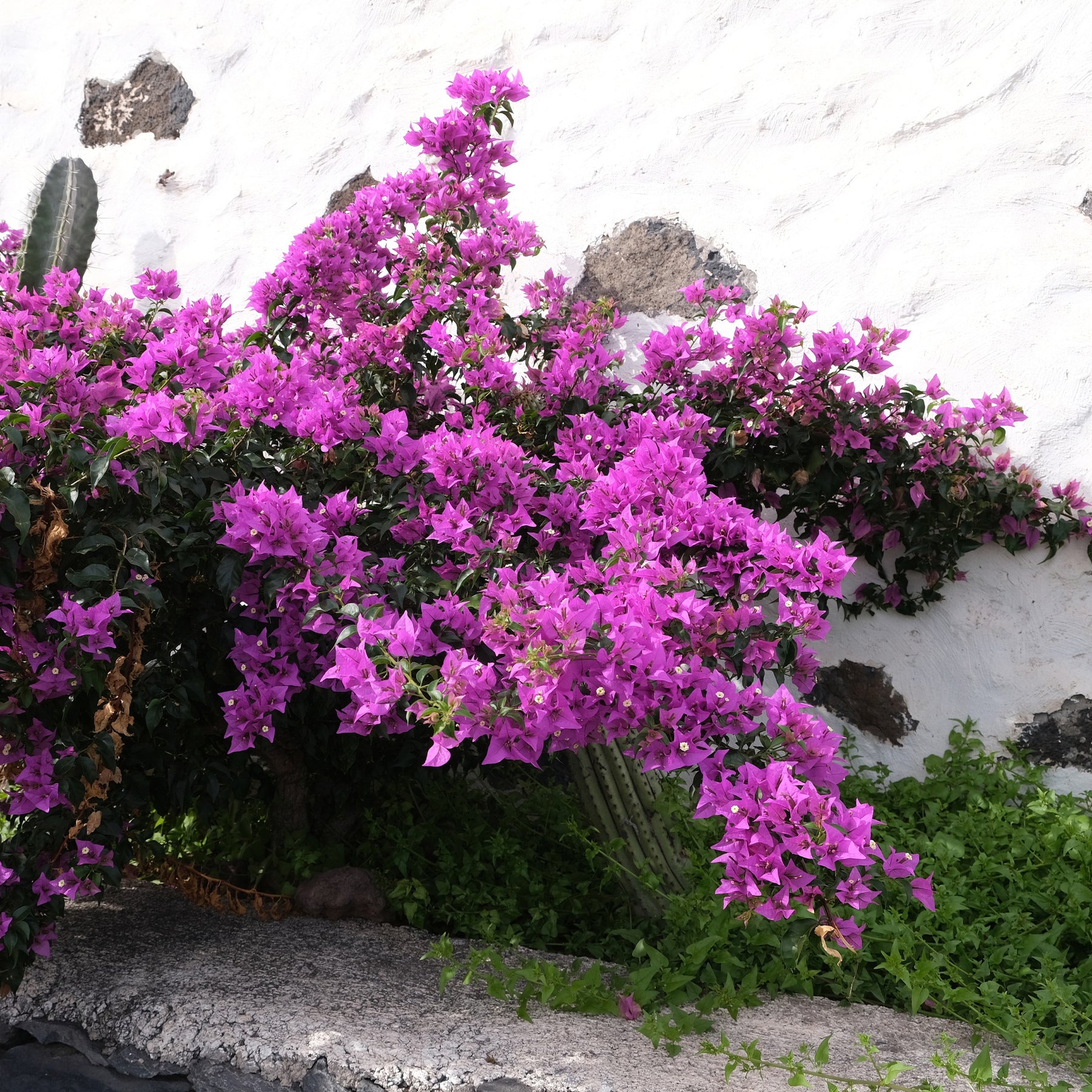 Bougainvillea violett - Willemse