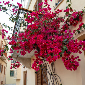 Bougainvillea red - Drillingsblume rot - Bougainvillea