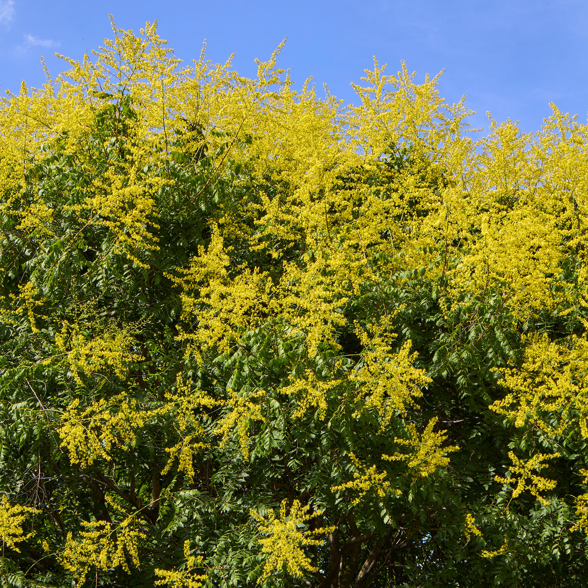 Blasenesche - Koelreuteria paniculata - Willemse