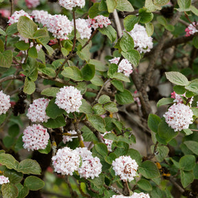 Koreanischer Duftschneeball - Viburnum carlesii - Willemse