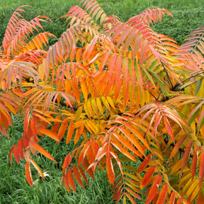 Rhus typhina - Essigbaum - Sträucher