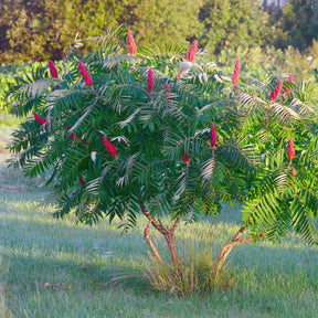 Essigbaum - Rhus typhina - Willemse