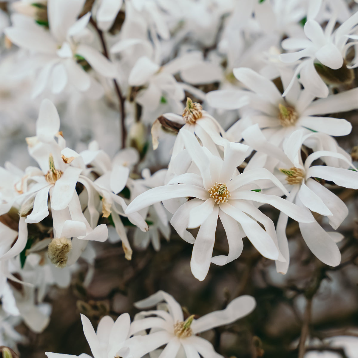 Stern-Magnolie