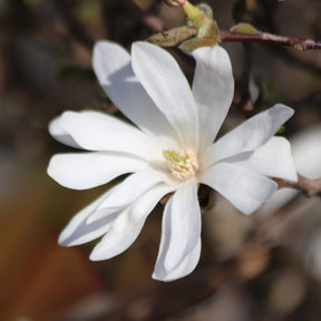 Stern-Magnolie - Willemse