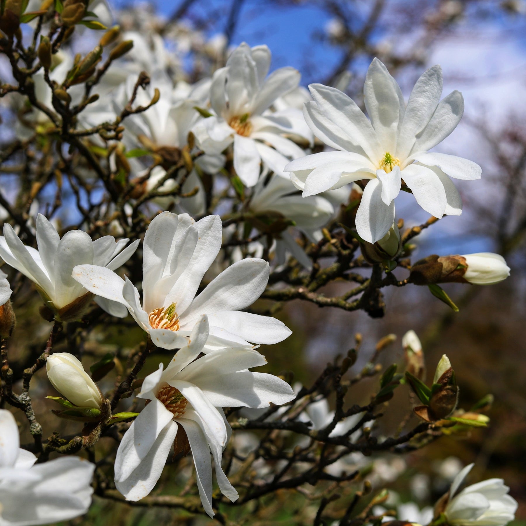 Stern-Magnolie