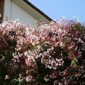 Jasmin - Jasminum polyanthum - Willemse