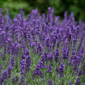 Lavendel - Echter Lavendel 'Hidcote' - Lavandula angustifolia Hidcote