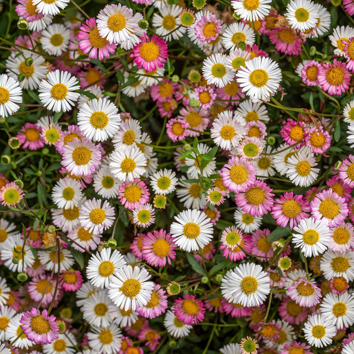 Spanisches Gänseblümchen Profusion - Willemse