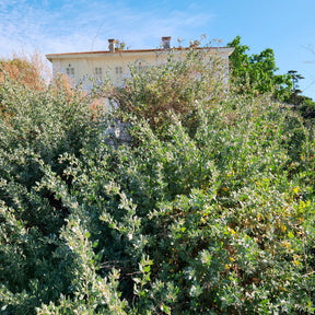 Strauch-Melde - Atriplex halimus - Willemse