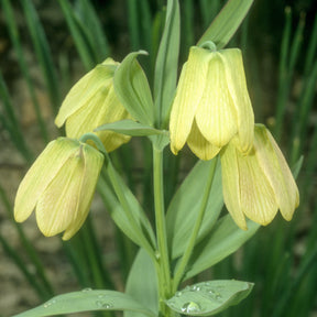 Kaiserkrone pallidiflora (x2)