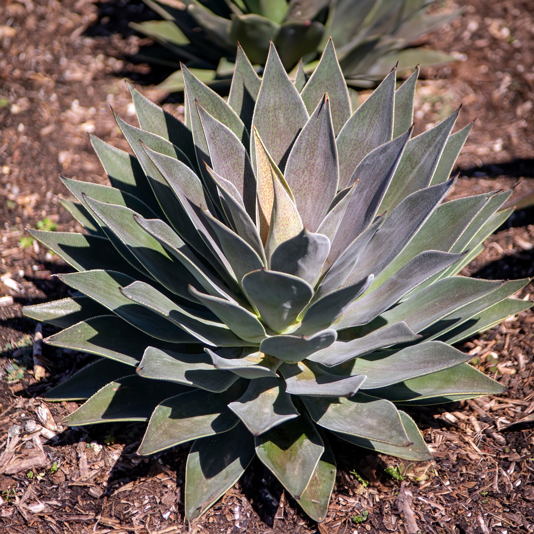 Mangave Lavender Lady - Agave manfredii Lavender Lady ® (mangave) - Willemse