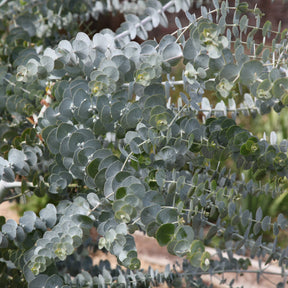 Eukalyptus Baby Blue - Willemse