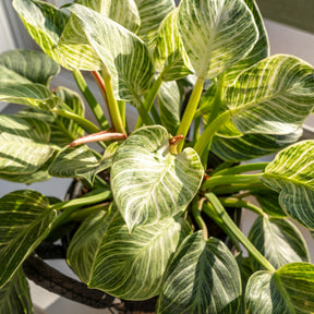 Philodendron Monstera White Wave - Willemse