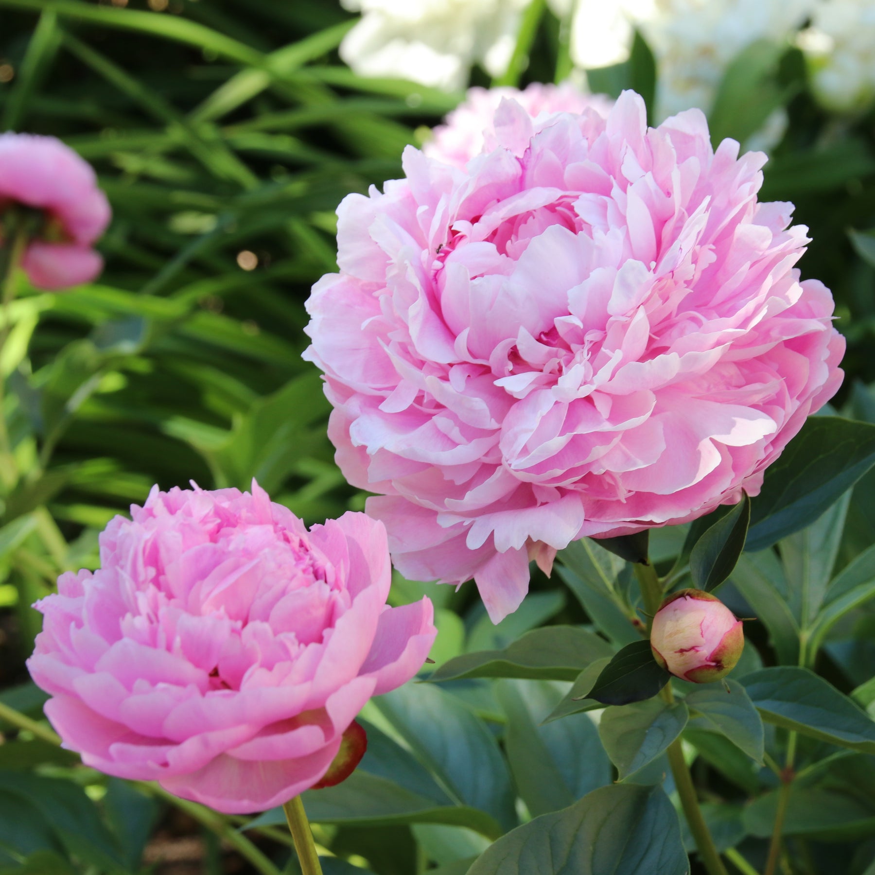 Paeonia x lactiflora Sarah Bernhardt - Pfingstrose 'Sarah Bernhardt' - Pfingstrosen