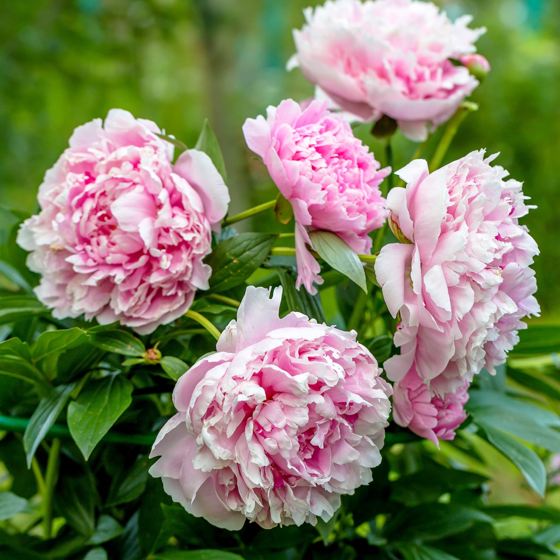 Pfingstrose 'Sarah Bernhardt' - Willemse