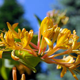 Geißblatt 'Copper Beauty' - Lonicera henryi Copper Beauty - Willemse