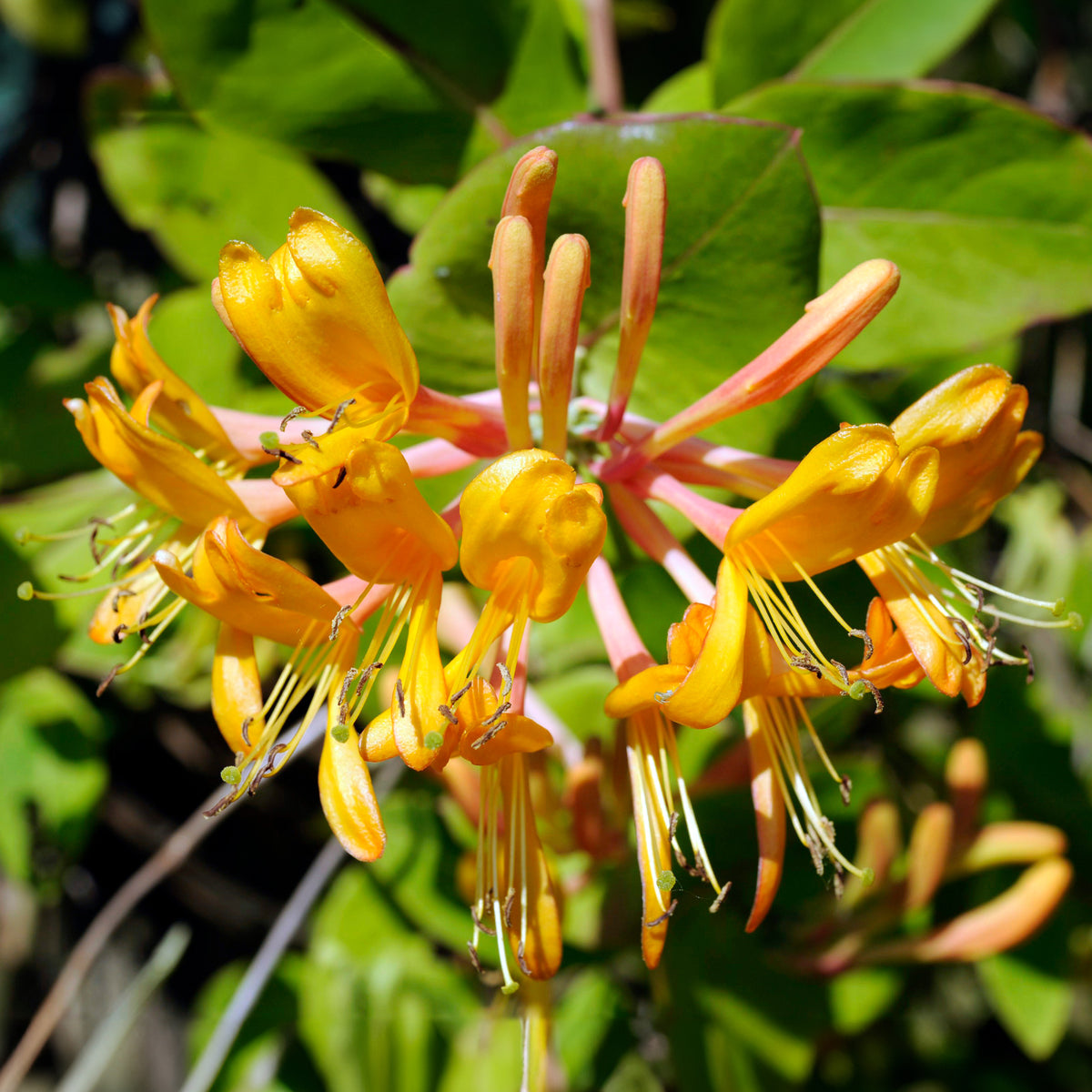 Geißblatt 'Copper Beauty' - Willemse