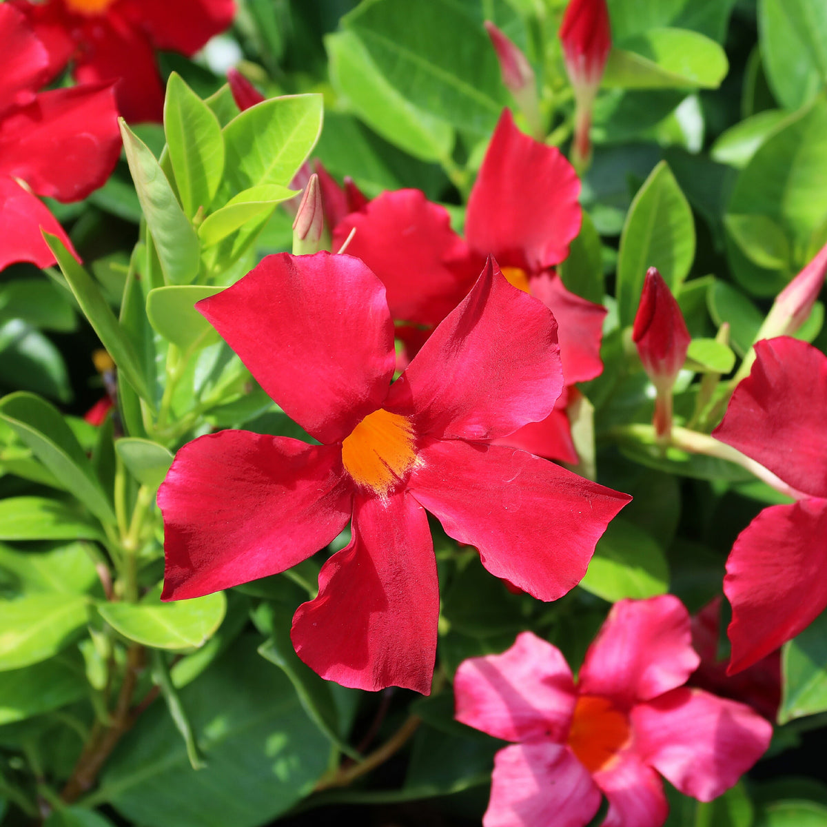 Dipladenie rot - Mandevilla - Willemse