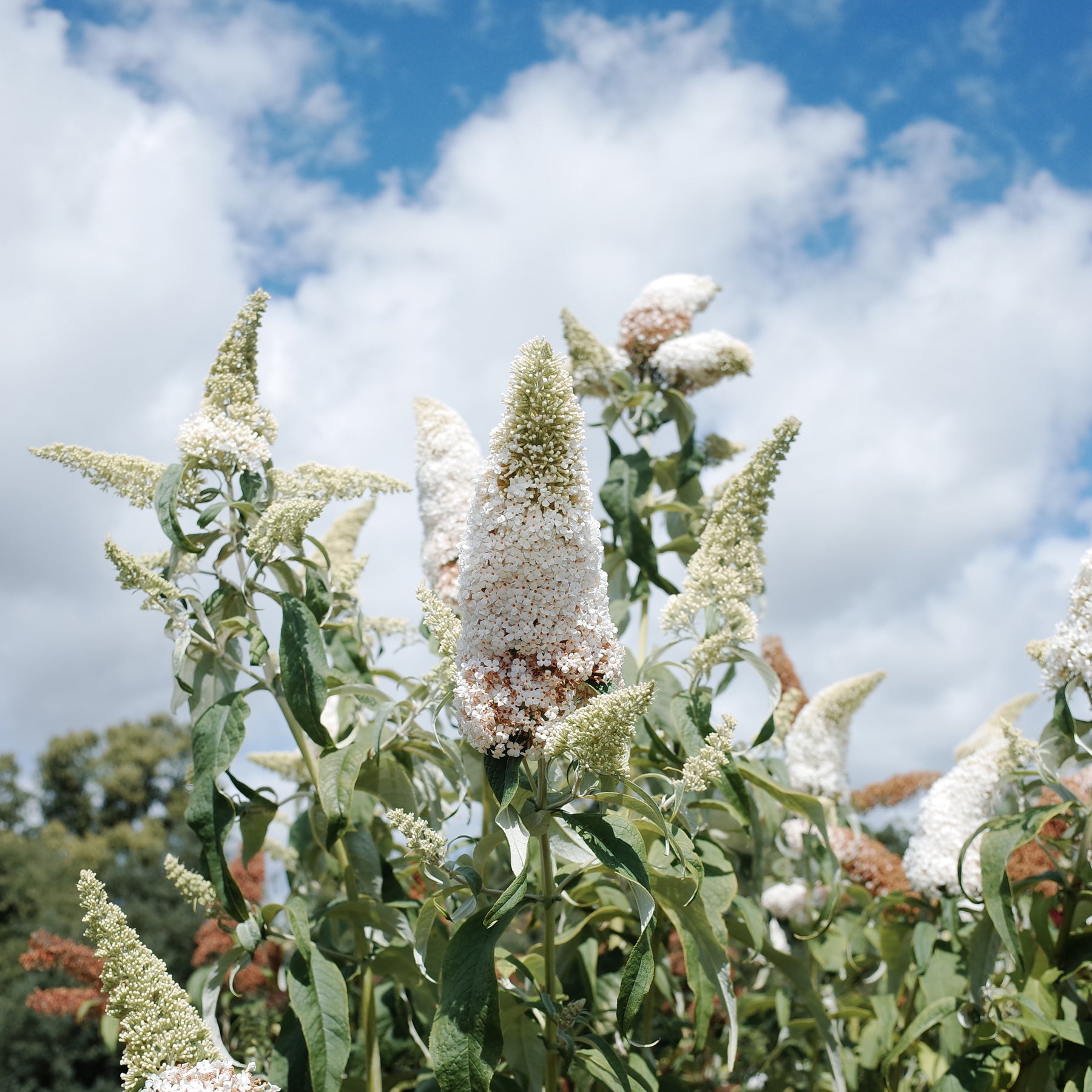 Schmetterlingsstrauch-Kollektion ‘Royal Red’, ‘White Profusion’, ‘Empire Blue’ - Buddleja davidii Royal Red, White Profusion, Empire Blue - Willemse