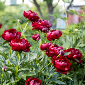 Pfingstrose 'Bella' - Paeonia lactiflora 'bella' - Willemse