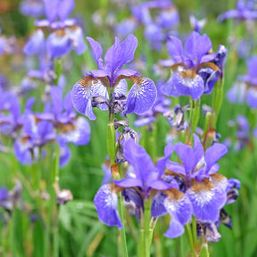 Iris versicolor - Amerikanische Schwertlilie - Alle Teichpflanzen