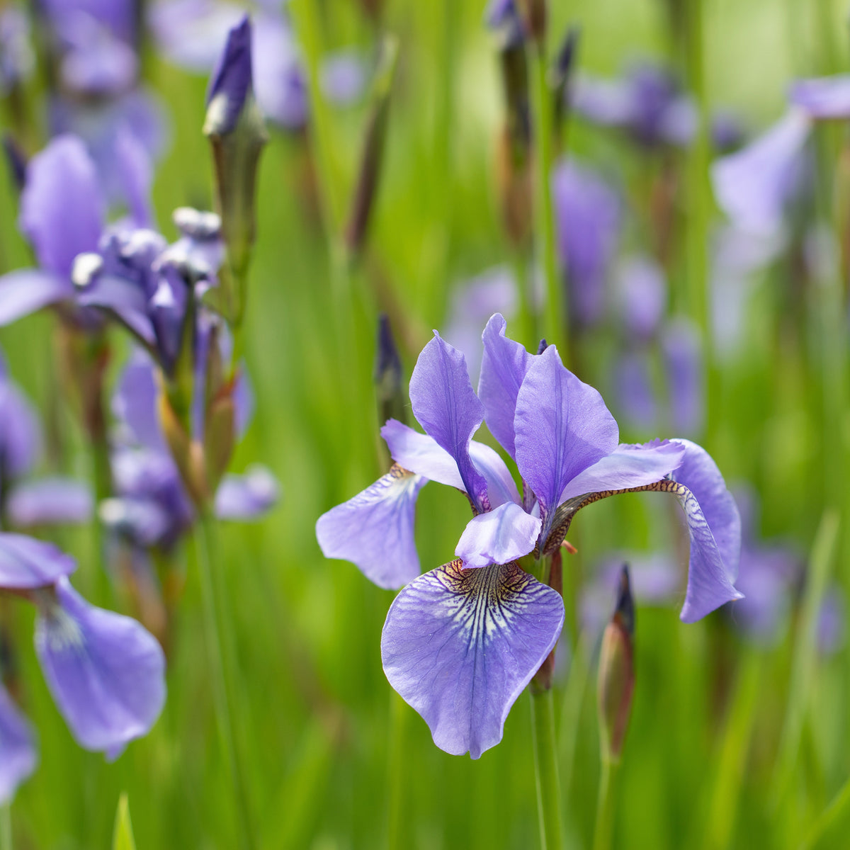 Amerikanische Schwertlilie - Iris versicolor - Willemse