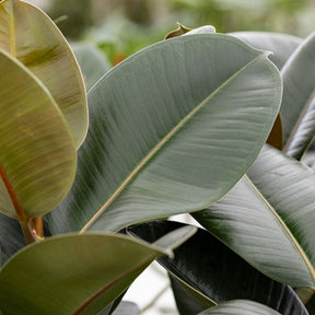 Ficus - Gummibaum Robusta - Ficus elastica Robusta