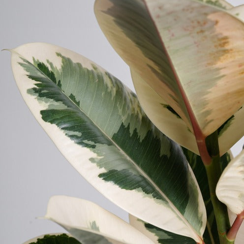 Tineke-Gummibaum - Ficus elastica Tineke