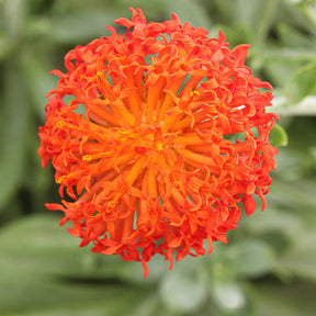 Greiskraut - Senecio cephalophorus - Willemse