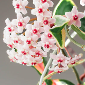 Verkauf Wachsblume ‘Krimson Queen’ - Hoya carnosa Krimson Queen