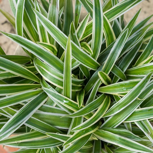 Grünlilie 'Ocean' - Chlorophytum comosum Ocean - Willemse