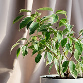 Trauerweide Twilight - Ficus benjamina Twilight
