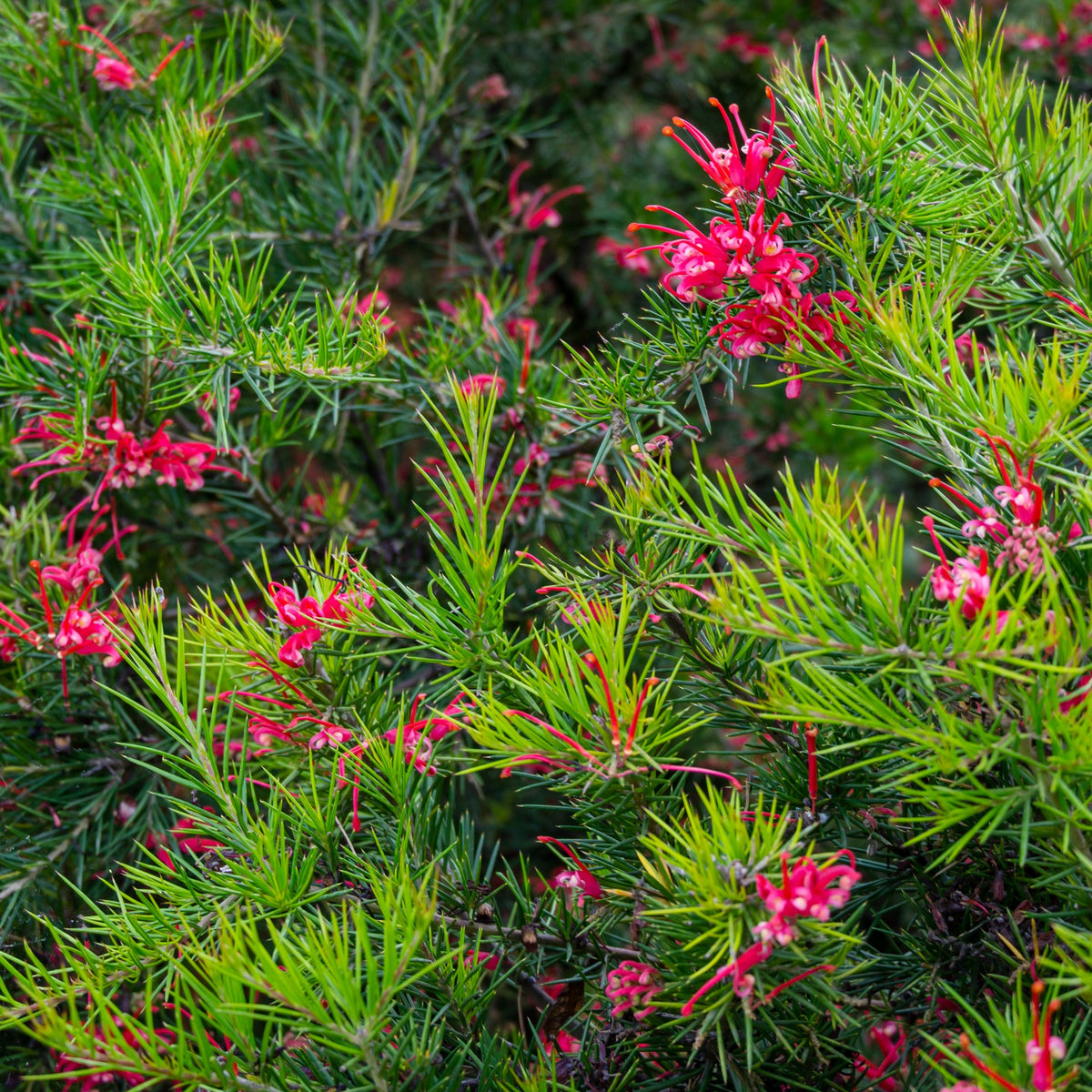 Grevillea juniperina - Willemse