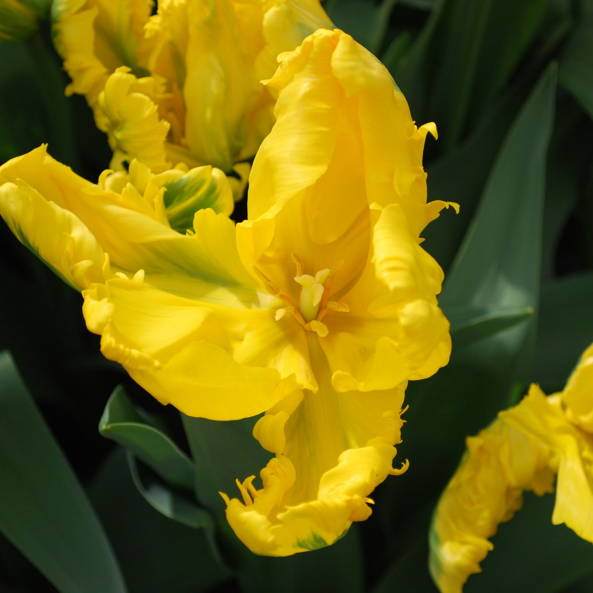 Papagei-Tulpe 'Jan van Nes' (x5) - Willemse